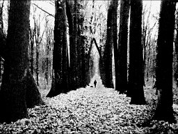 37.1.дуб.аллея-1