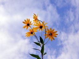 DSC_3577-1