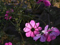 IMG_0136