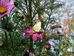 IMG_1917-1