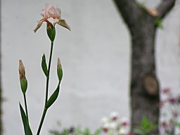 IMG_4811-1